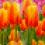 Tulips 1.0