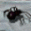 Arachnoid