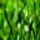 Green Grass