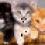 Kittens
